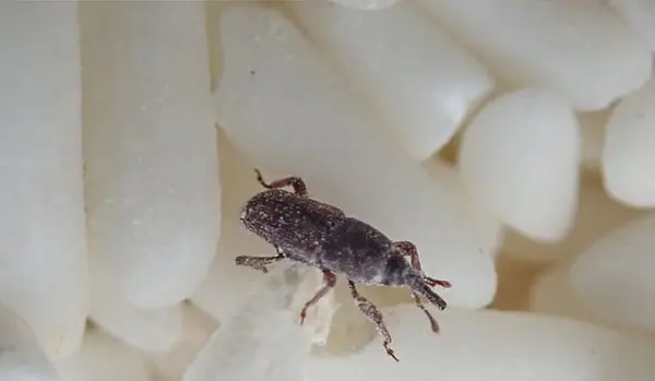 Rice Storage Made Easy: How to Prevent Weevils, Mold, and Spoilage