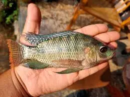 Warning: There’s More to Tilapia Than Its Healthy Reputation
