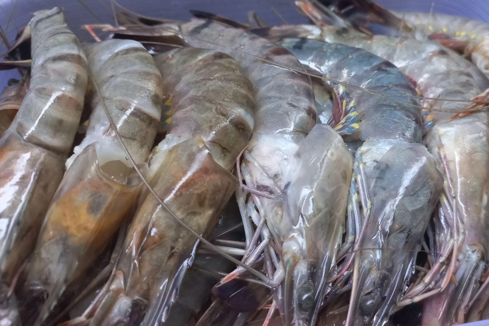 Buying Shrimp? Here Are the Signs That Tell You It's Truly Fresh