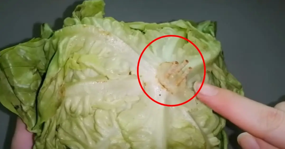 Stick Toothpicks into the Base of Lettuce? It Sounds Strange, but the Benefits Are Amazing