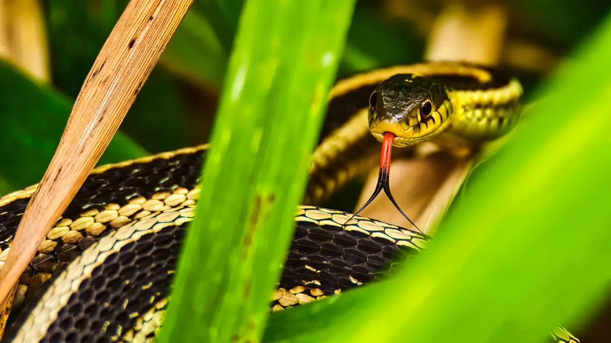 Certain Plants Can Create Ideal Hiding Spots for Snakes Around Your Home - Know Which Ones to Avoid.