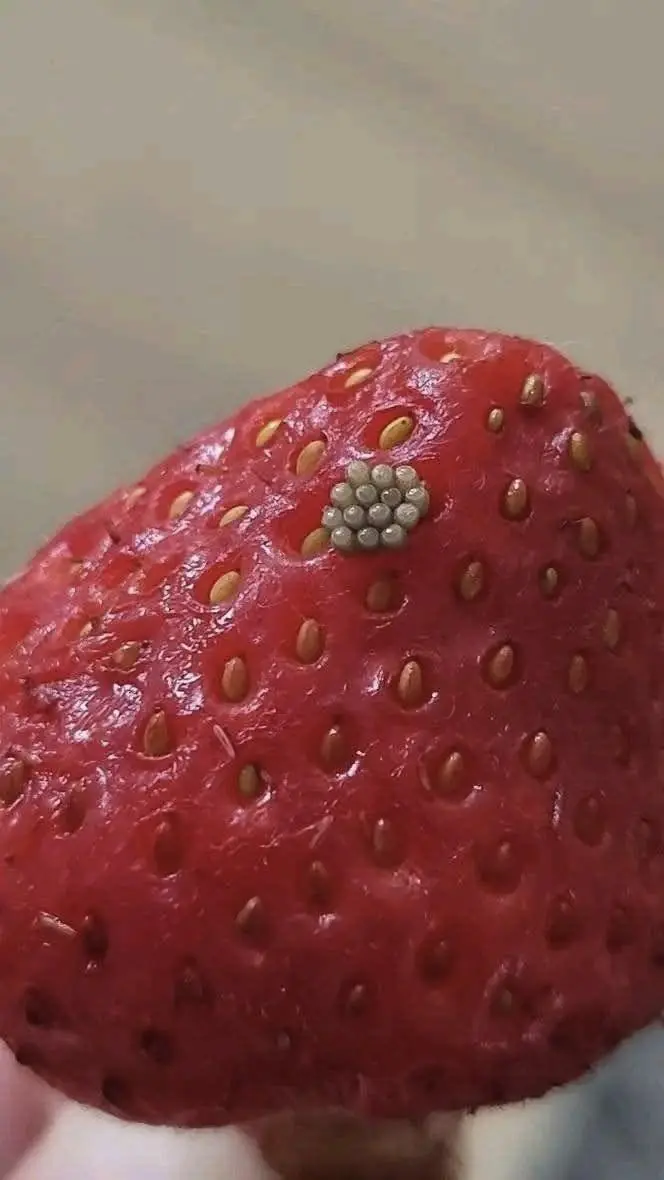 Found Tiny White Worms in Your Strawberries? Here's What Experts Want You to Know