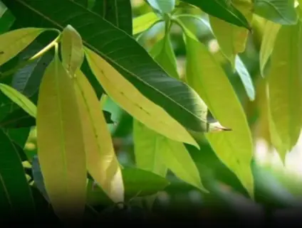 Every home should plant at least one tree