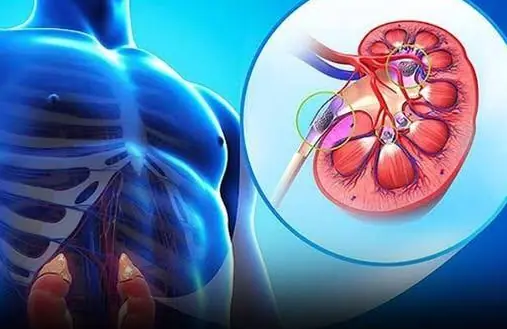 Healthy kidneys, the body will have these 5 signs, check how many of them you have!