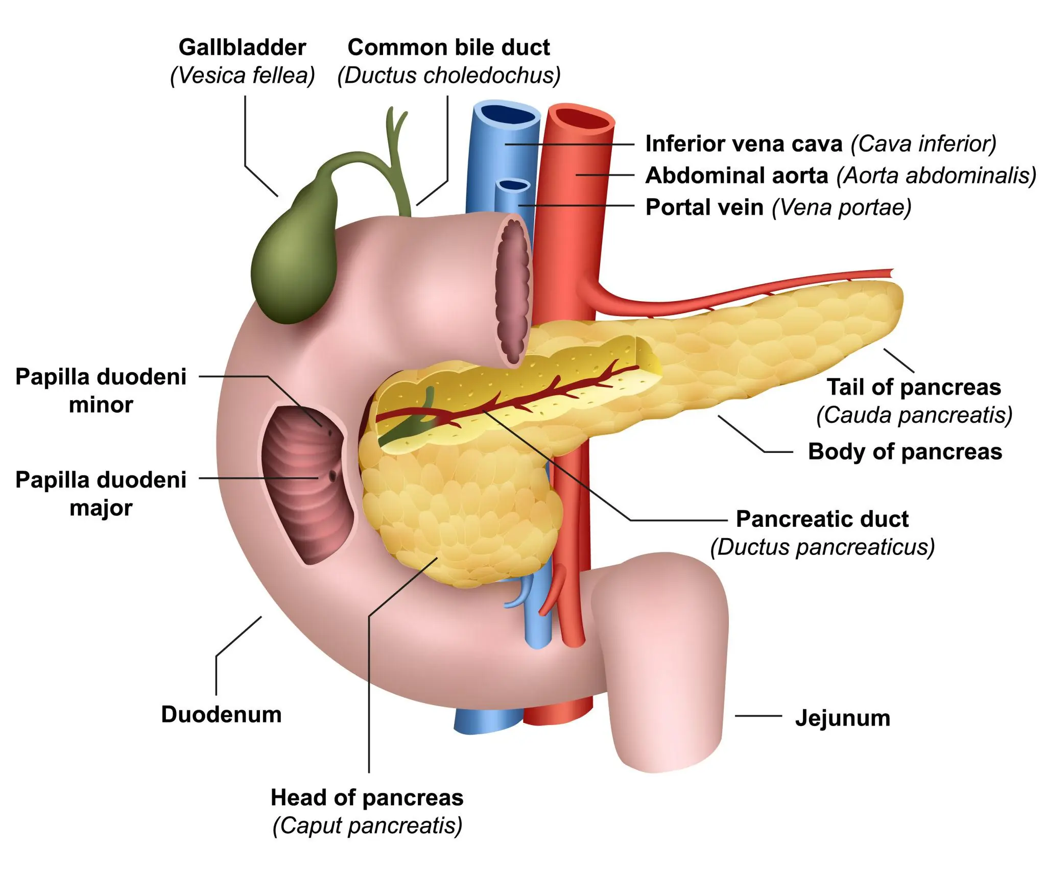 Signs of Pancreatic Can.cer You Should Never Ignore