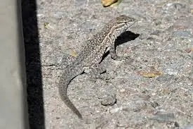 What Does It Mean When a Lizard Visits Your House? The Answer May Surprise You