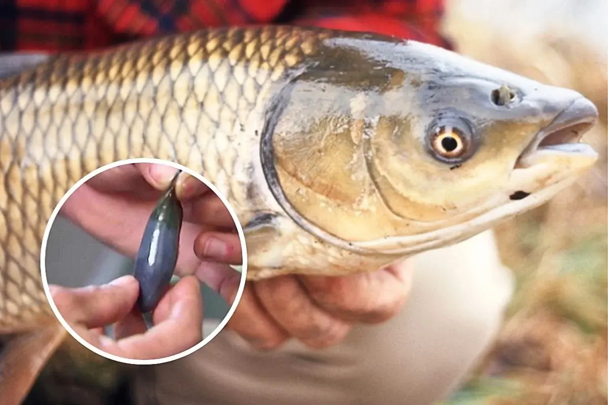 Eating Fish the Wrong Way Could Harm Your Health: These 3 Parts May Be More Dangerous Than You Think