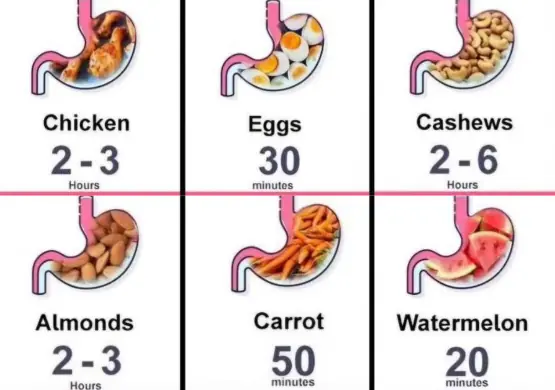 Ever Wondered How Long Your Food Takes to Digest? Here’s the Digestion Timeline of Common Everyday Foods