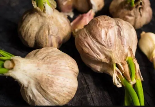 If you see garlic sprouting, don't rush to throw it away
