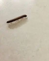 Most People Don't Know What It Means When A Centipede Appears In The House 👇