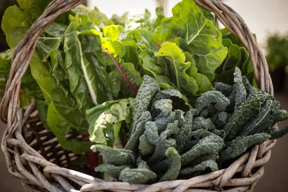 Many People Eat These Vegetables Every Day Without Knowing These Important Precautions