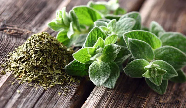 Could One Oregano Leaf a Day Offer Surprising Health Benefits? Here's What You Should Know