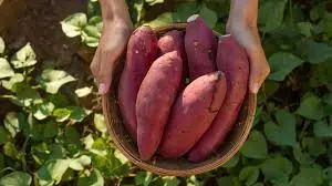 What You Need to Know About Sweet Potatoes: 8 Surprising Facts