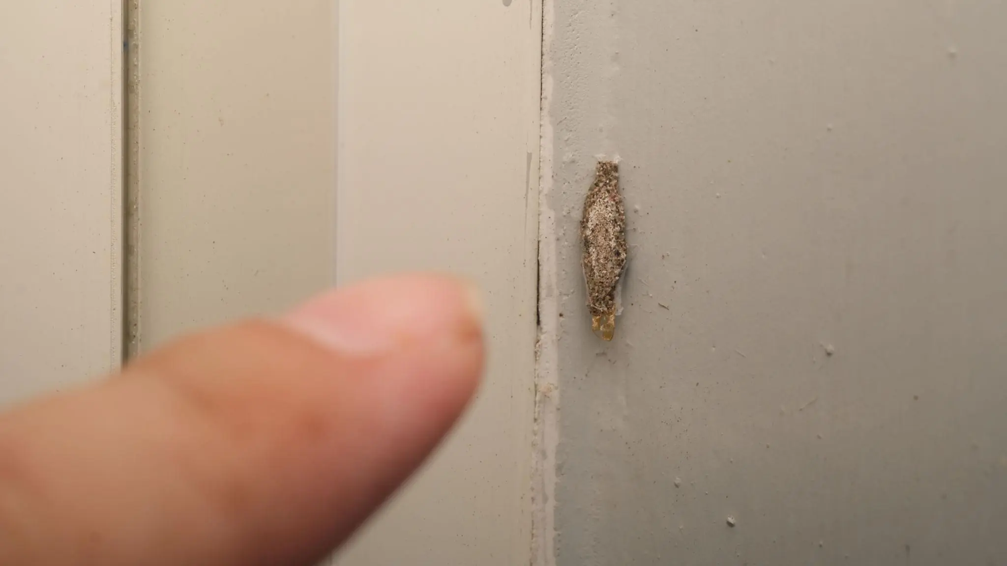 Ever Seen This Creepy Wall-Clinging Moth? Meet the Kamitetep
