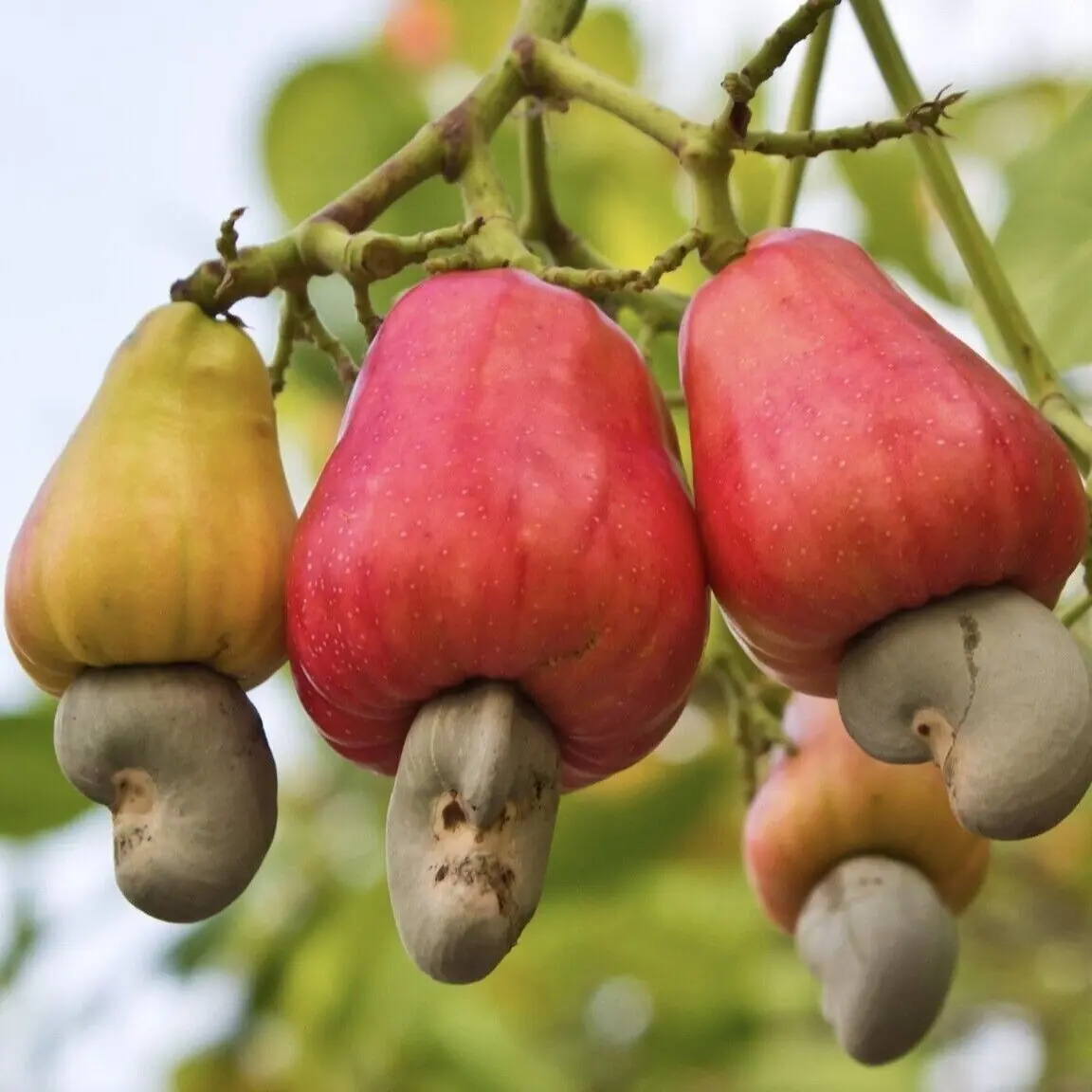 Doctors Were Surprised by These Effects of Regular Cashew Consumption