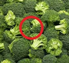 Doctors Explain Why Broccoli Is One of the Healthiest Vegetables You Can Eat