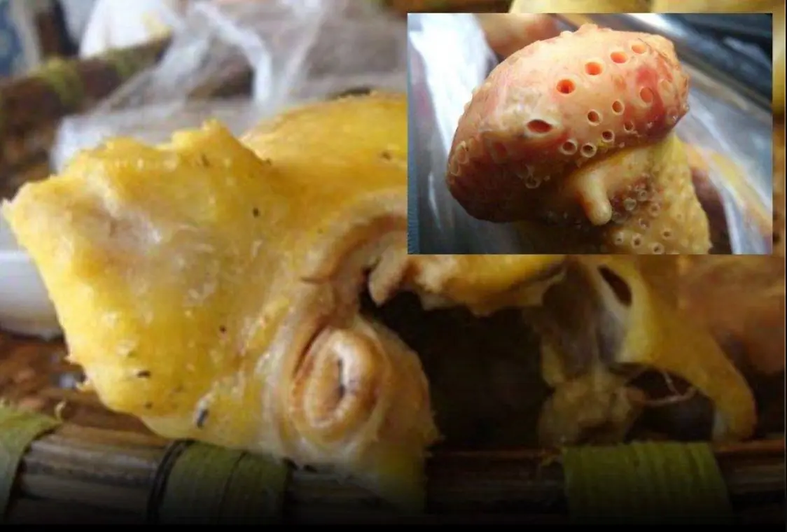 The 4 Dir.tiest Parts of a Chicken That May Har.bor Para.sites, Yet Many People Still Eat Them