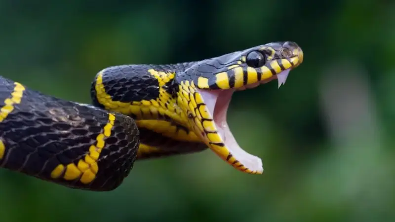 Knowing What to Do After a Snake Bite May Help Protect Your Health