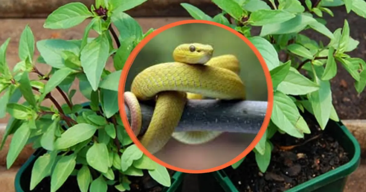 5 Plants You Can Grow Around Your Home to Help Keep Snakes Away