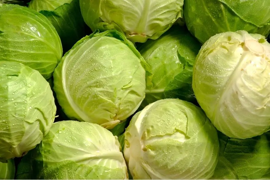 Most People Can Enjoy Cabbage Safely But These 4 Individuals May Need to Be Cautious