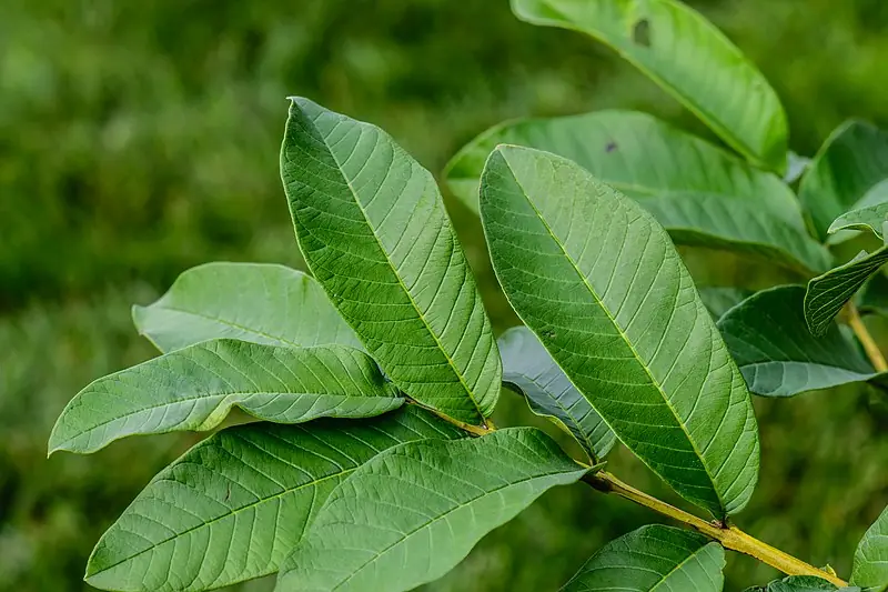 Guava Leaf Tea: 7 Ways It May Support Your Overall Health and Well-Being