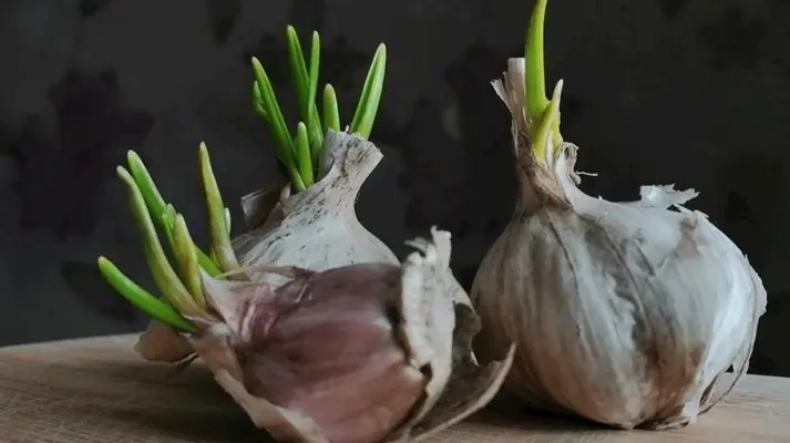 Sprouted Garlic Isn't Always Waste - Here's What You Should Know