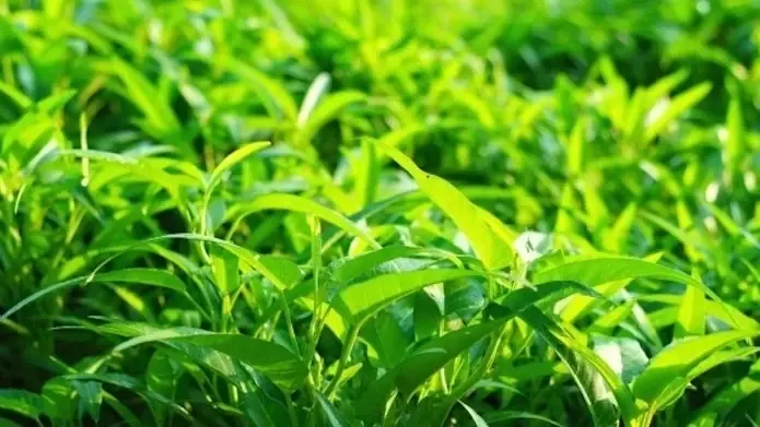 Health Experts Warn That Some Vegetables May Be More Prone to Heavy Metal Contamination