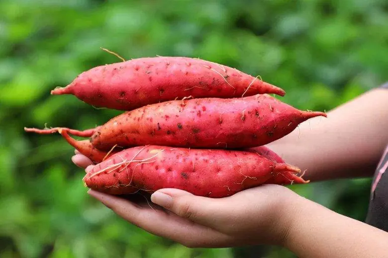 The Surprising Health Benefits of Sweet Potatoes That Many People Overlook