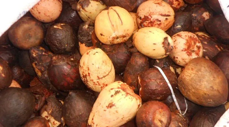 Many People Discard Avocado Seeds but They May Have More Uses Than You Think