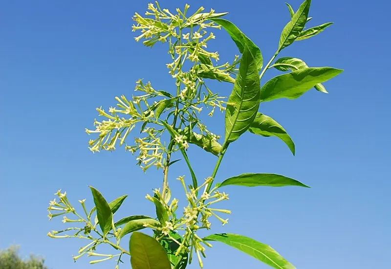 6 Garden Plants That Could Make Your Yard More Appealing to Snakes and 4 Often Used as Natural Deterrents