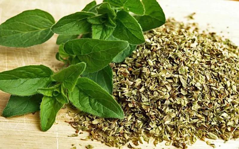 Most People Use Oregano for Cooking But Research Suggests It May Offer More