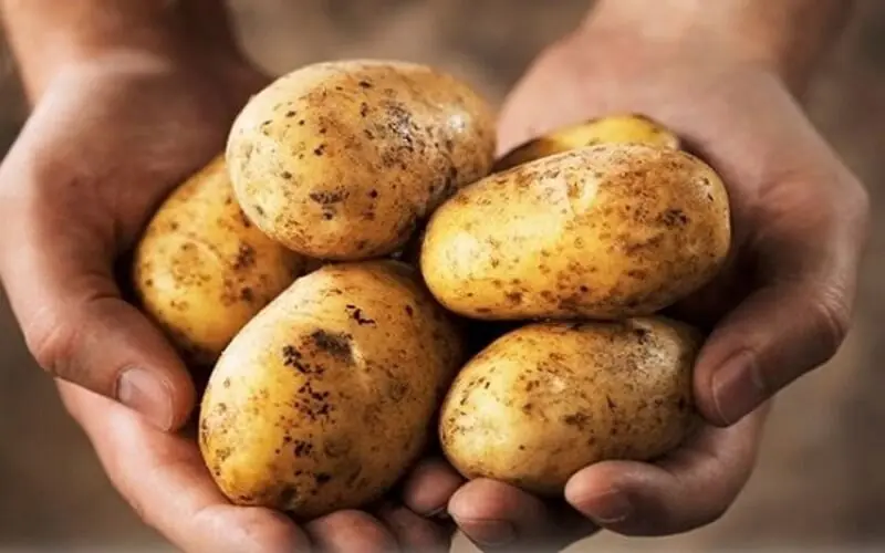 Potatoes Offer Many Benefits But Some Individuals May Need to Be Cautious