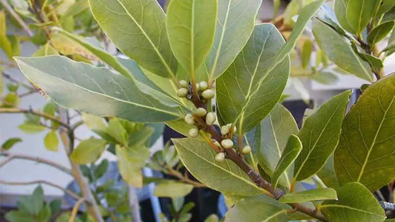 Nature's Wellness Toolbox: 4 Leaves That May Support Overall Health