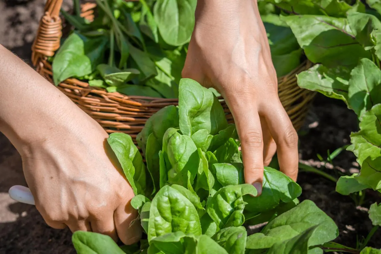 Doctors Warn: Improperly Cooked Vegetables Can Pose Serious Health Risks