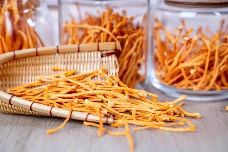 Cordyceps: The Rare "Grass and Worm" Fungus Once Worth More Than Gold