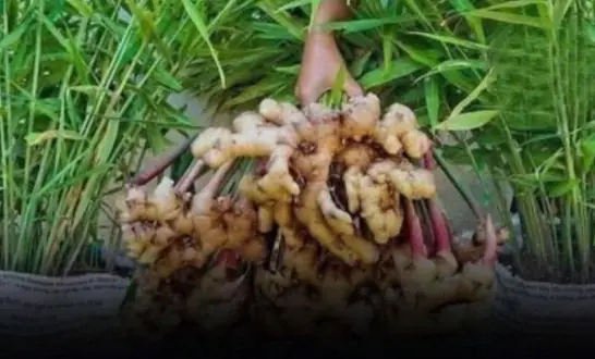 You can easily cultivate fresh ginger at home by planting it in a bag—practical and effective