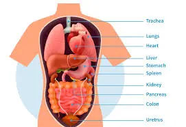 Scientists Say Your Emotions May Have a Bigger Impact on Your Organs Than You Think