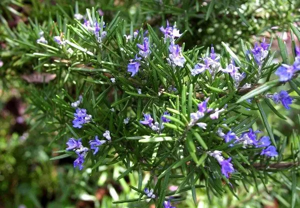 Could Rosemary Support Cognitive Function and Overall Wellness? Here's What We Know