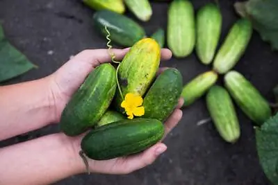 You May Be Eating Cucumbers Regularly, But Few People Know These Surprising Effects