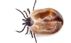 I Was Checking My Son’s Hair and Found This Strange Bug — What Is It?