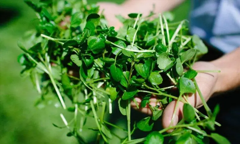 Watercress: The Underrated Super Green Packed With Nutrients and Health Benefits