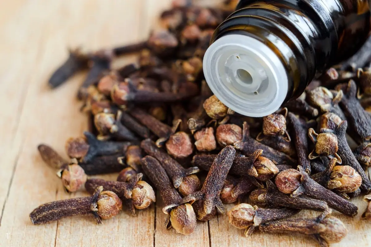 Everything You Need to Know About Cloves: Benefits, Uses, and Potential Health Effects