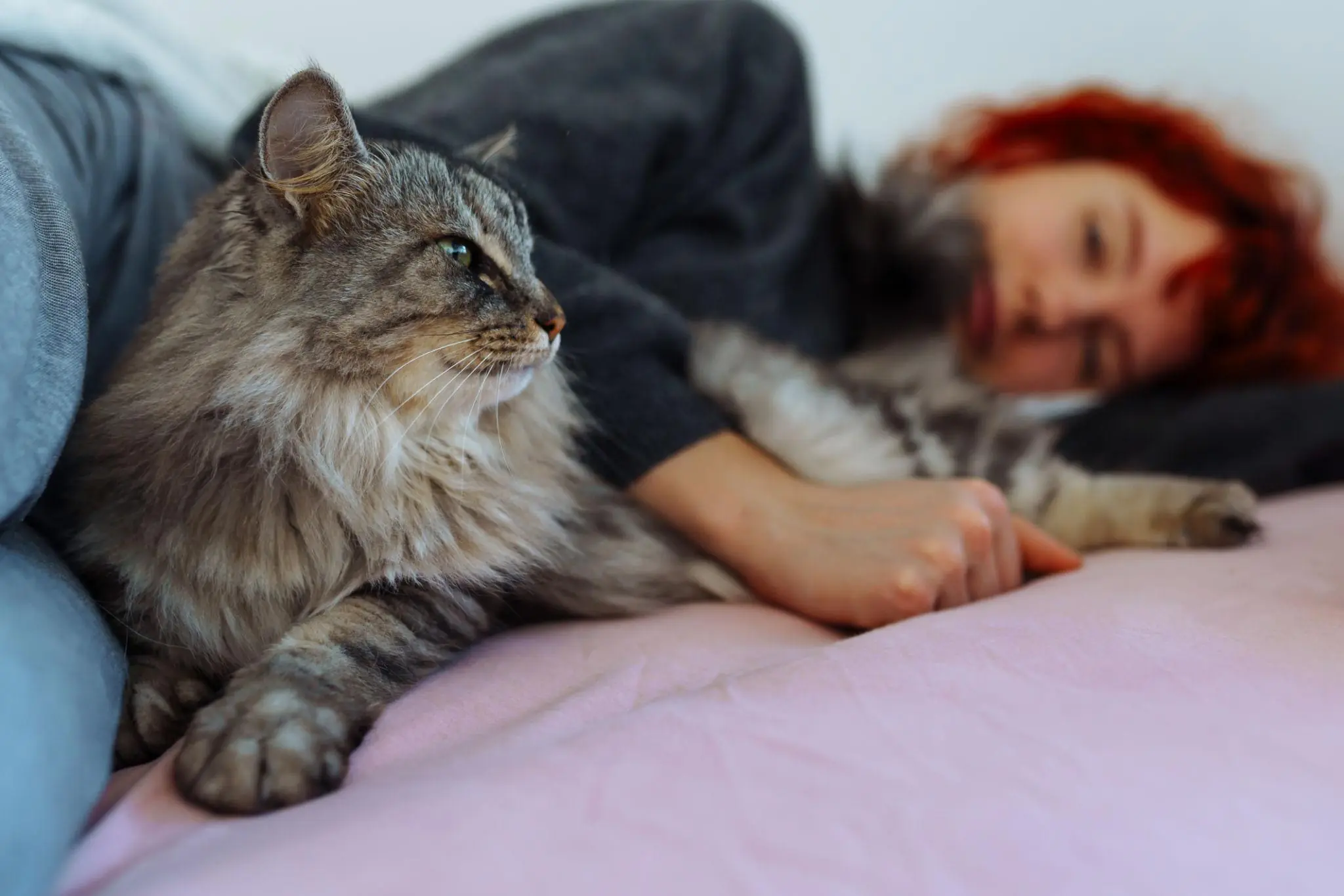 Why Does Your Cat Sleep With You? 10 Adorable Reasons That Will Melt Your Heart