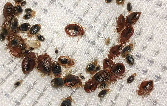 Natural Strategies That May Help Limit Dust Mites and Bedbugs Around Your Bed