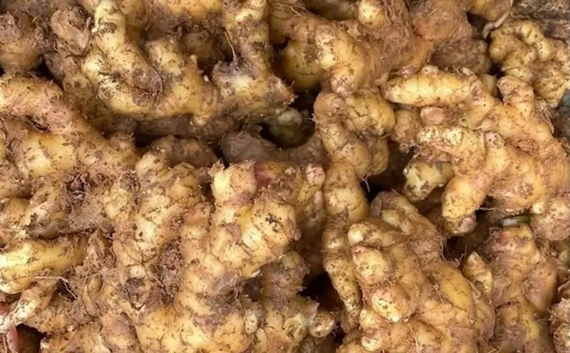 Eat Ginger Every Day? The Potential Benefits May Surprise You