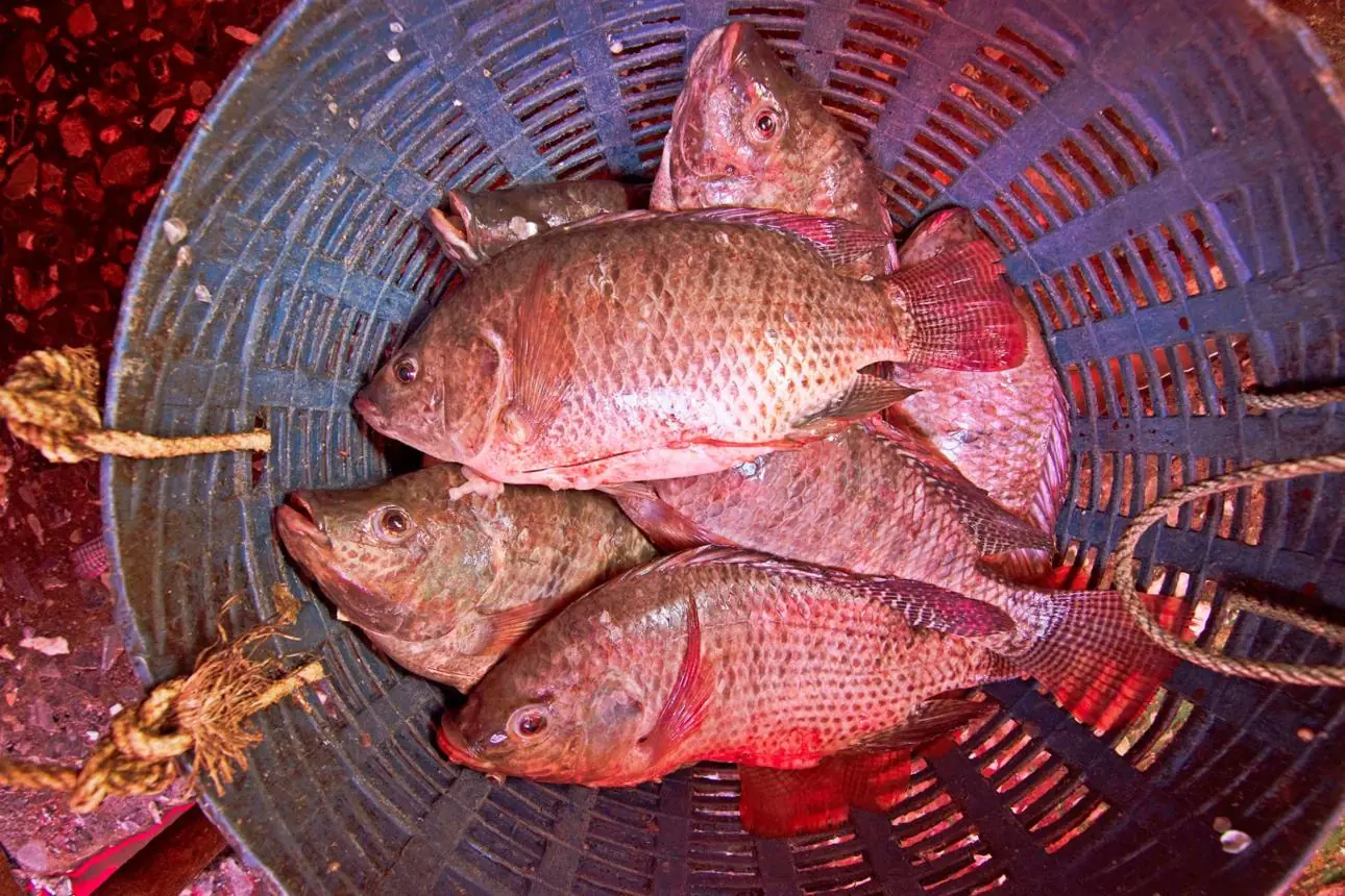 Tilapia Under the Spotlight: Separating Myths from Facts About a Popular Fish