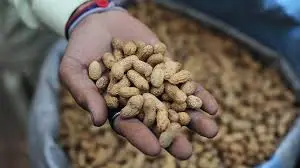 Think Peanuts Are Harmless? Experts Reveal What They May Lead To...