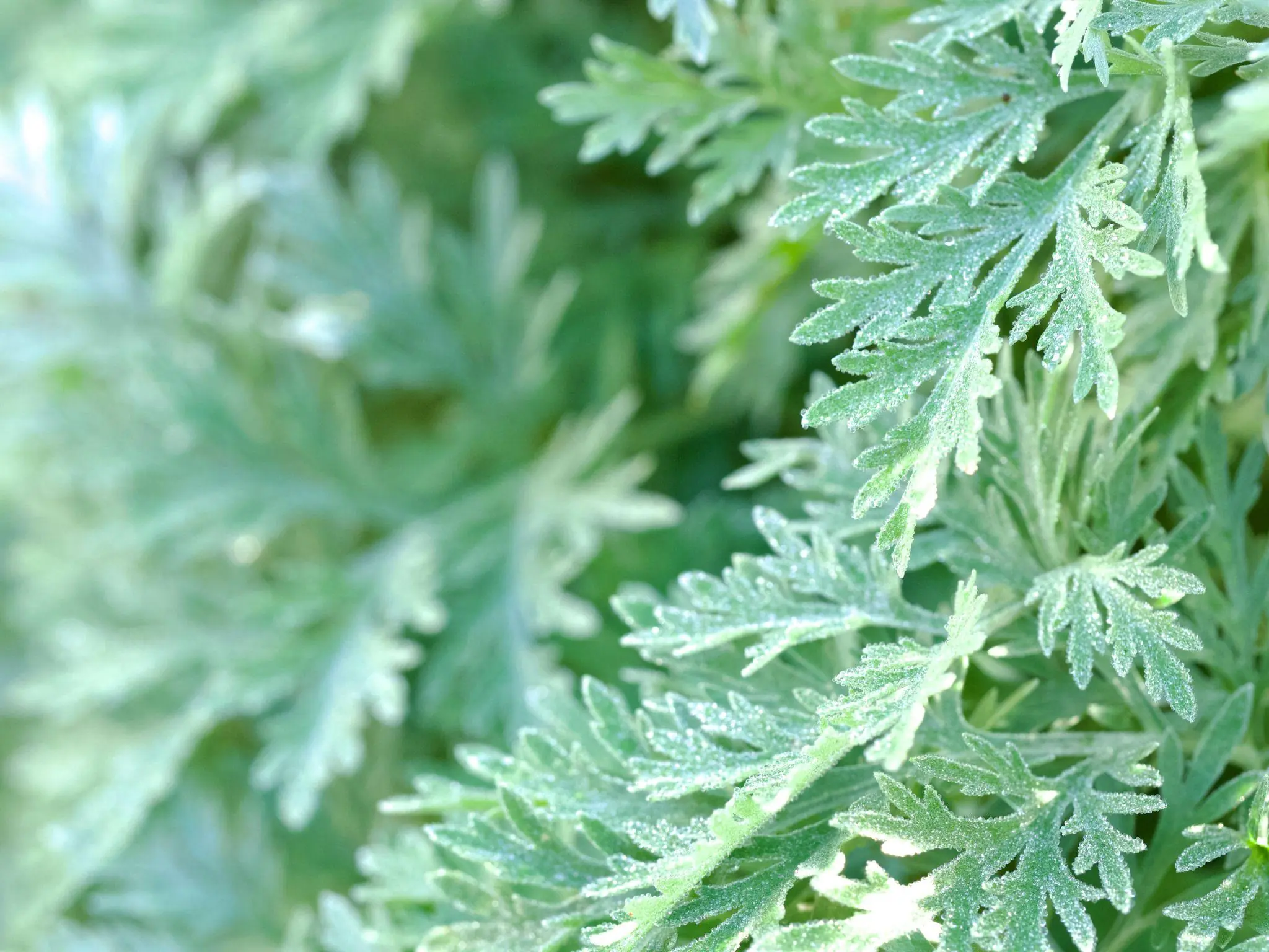 Just Hang a Handful of These Leaves by Your Door — Flies and Mosquitoes May Stay Away Naturally