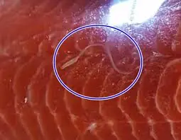 4 Foods That Could Contain Parasites and What You Should Know Before Eating Them