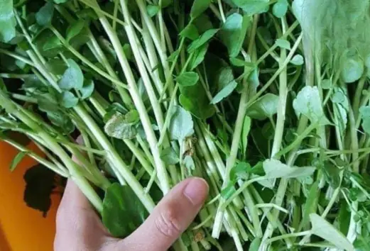 The whole world is celebrating the discovery of a vegetable